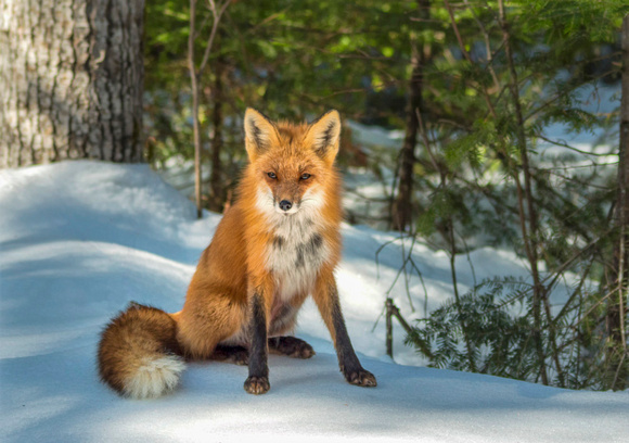 Fox, Algonquin Park