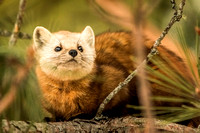 Pine Martin Algonquin Park