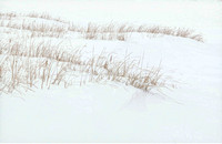 Winter Field