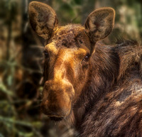 Algonquin Park Moose